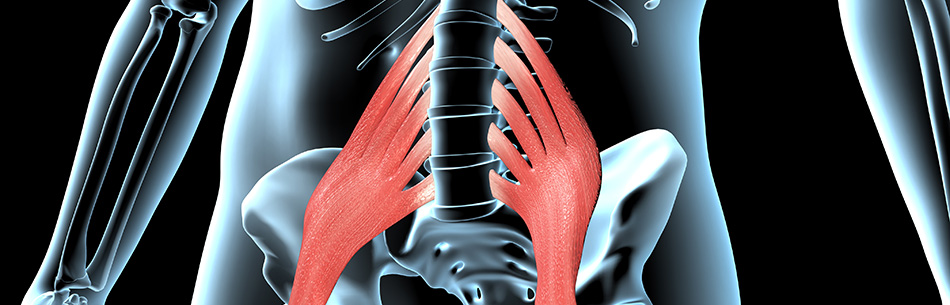 Lo psoas iliaco: caratteristiche e funzione